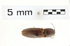 Foto (Dorsalansicht) von Athous limbatus (NHMW-ZOO-COL-0008560)
